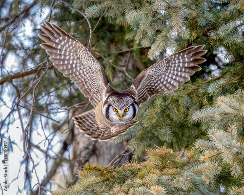 Northern hawk owl in flight