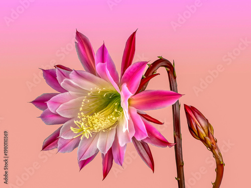  beautiful SCHLUMBERGERA flower, in bloom and in bud