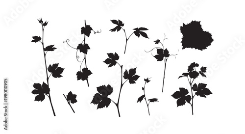Grapevine leaf silhouettes set including branches and curling tendrils for vineyard winery and organic garden theme designs.