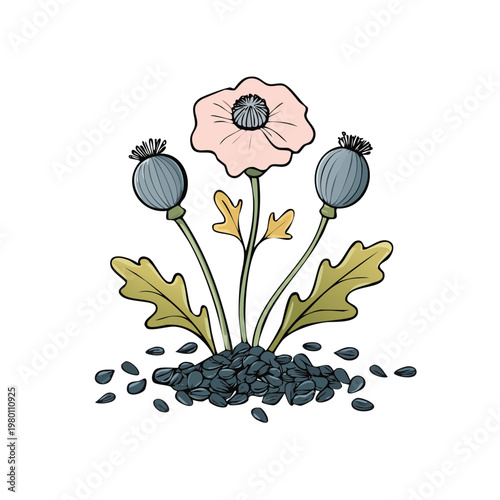 Poppy Plant with Flower Seed Pods and Seeds Illustration