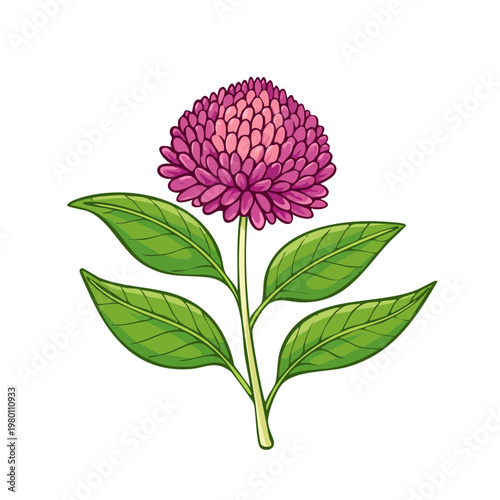 Vibrant pink globe amaranth flower with green leaves illustration