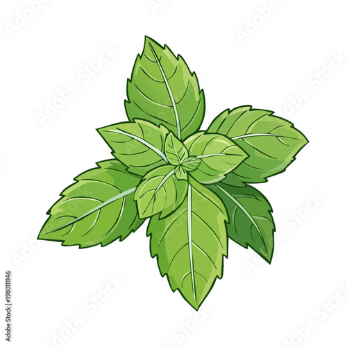 Vibrant green basil leaves cluster fresh aromatic herb culinary ingredient isolated on white background