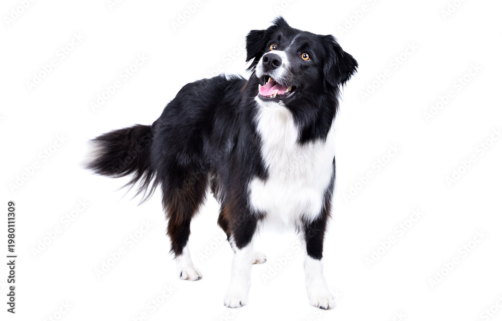 Naklejka premium Funny border collie dog standing looking up isolated on white background