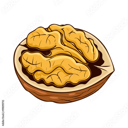 Hand drawn illustration of a cracked walnut with kernels showing healthy nutrition concept