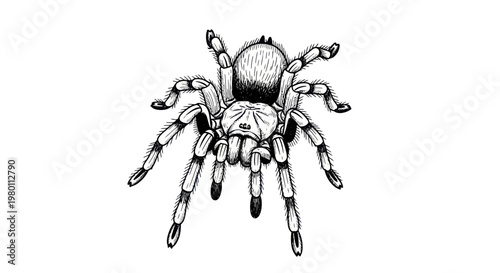 Tarantula Spider Illustration, Detailed Black and White Line Art, Arachnid