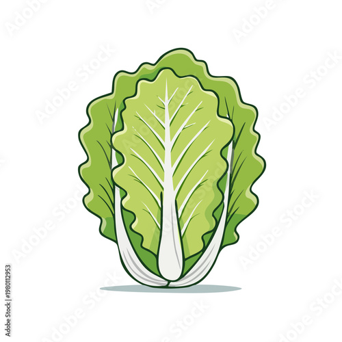Vibrant green Chinese cabbage with crisp leaves and detailed veins, fresh and healthy vegetable illustration