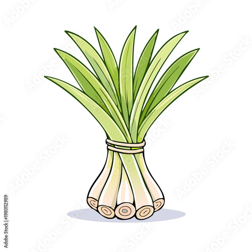 Hand-drawn bunch of fresh green lemongrass stalks tied with twine