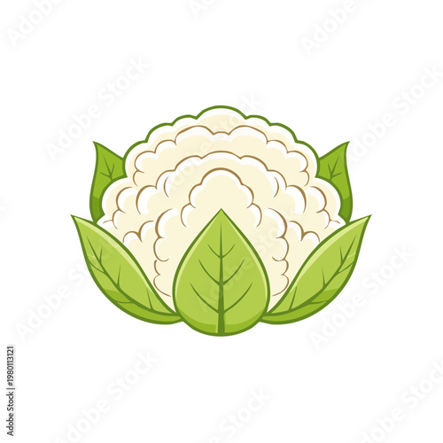 Vector illustration of a healthy white cauliflower with green leaves on a plain background