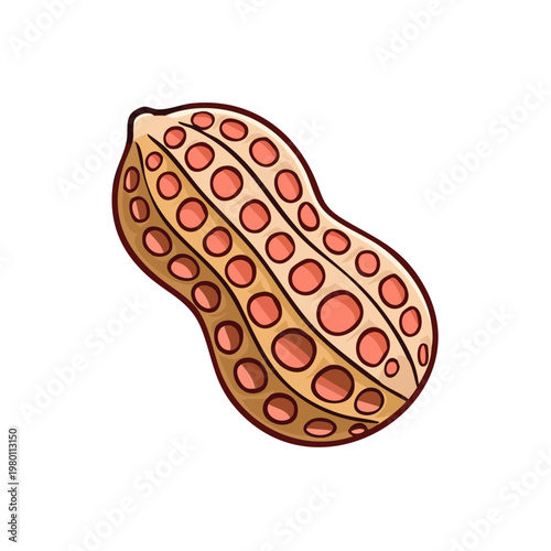 Hand drawn illustration of a peanut with segmented shell and visible nuts inside