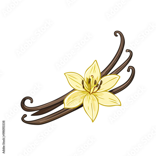 Vanilla Orchid Flower and Pods Illustration