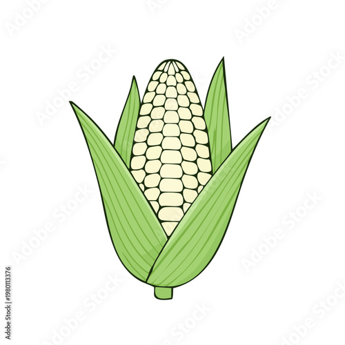 Illustration of an ear of white corn with green husks and leaves isolated on white