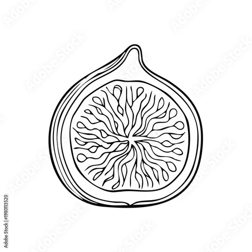 Hand drawn cross section of a ripe fig showing seeds and pulp