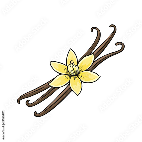 Delicate yellow vanilla orchid flower with three brown vanilla bean pods in cluster
