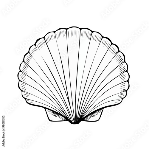 Elegant scallop shell outline drawing simple monochrome ocean motif