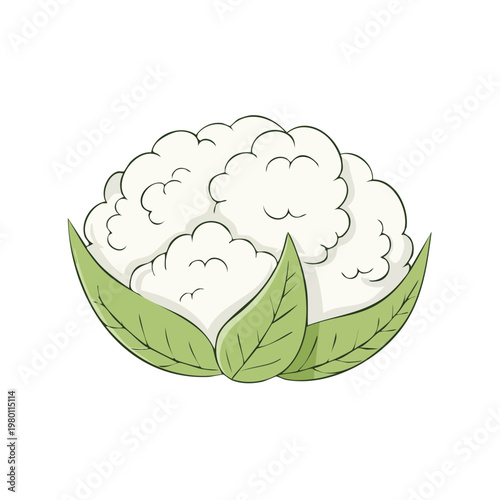 Hand-drawn illustration of fresh cauliflower with green leaves isolated on white background