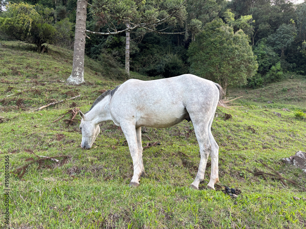 Fototapeta premium White horse grazing on green hillside with araucaria trees in Rio Grande do Sul countryside, Brazil