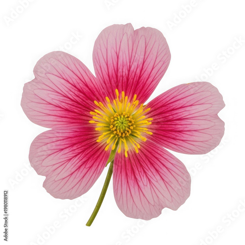 Pink gerbera daisy flower with yellow center isolated on transparent background