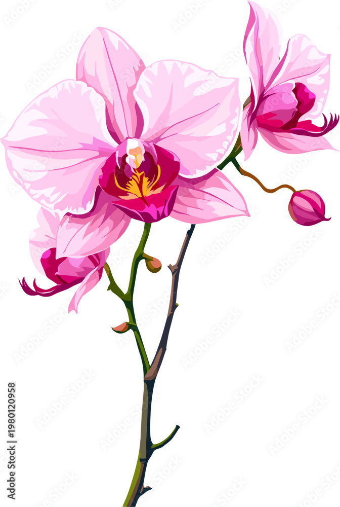 Fototapeta premium Light pink orchid flower isolated, delicate tropical floral illustration, orchid bloom clipart
