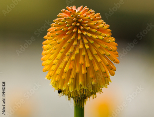 yellow flower of calendula