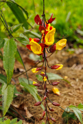 red and yellow flowers
