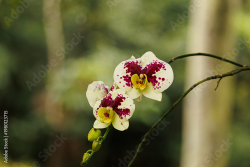 red and white orchid