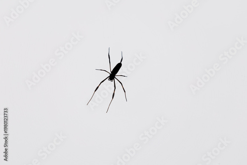 spider on a white background