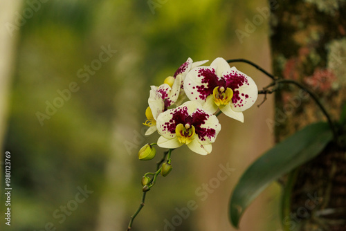 apple tree blossom