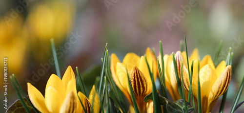Yellow crocus flowers blooming in spring garden, panoramic floral background, soft natural light, wide banner with copy space, fresh seasonal nature scene, vibrant petals, botanical design backdrop