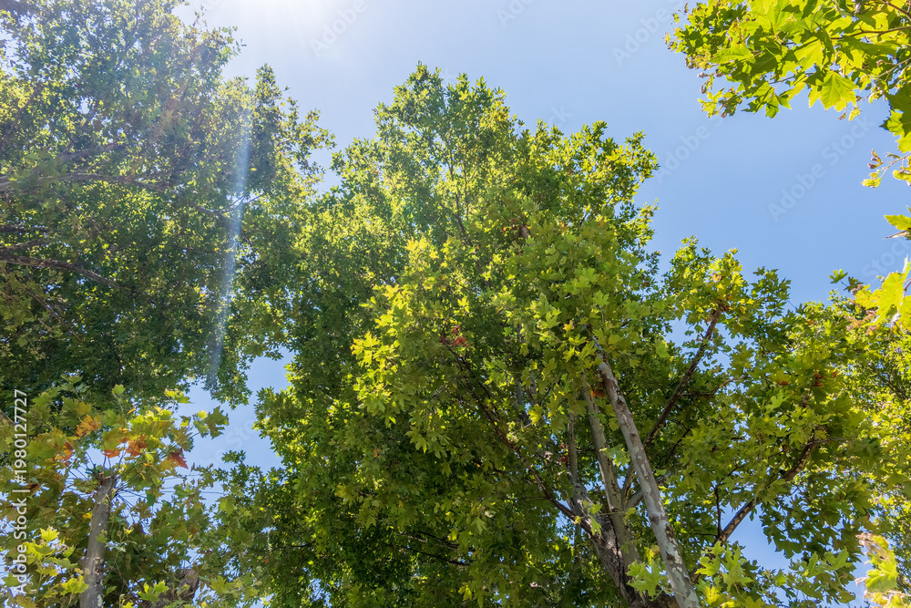 Fototapeta premium Green Leaves and young futis of Pltatanus oreintalis tree in sunset light.