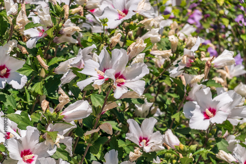 Pink flowers of Hibiscus moscheutos plant close-up. Hibiscus moscheutos, swamp hibiscus,