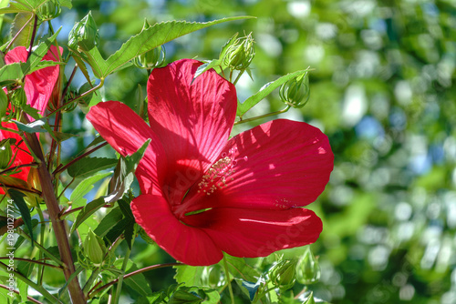 Pink flowers of Hibiscus moscheutos plant close-up. Hibiscus moscheutos, swamp hibiscus,