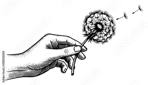 Hand holding dandelion flower with seeds blowing away in vintage engraving style