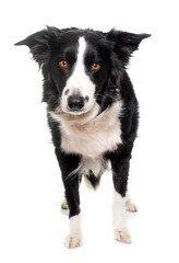 black and white border collie