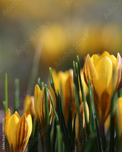 Yellow crocus flowers glowing in warm spring sunlight, soft bokeh background, atmospheric garden scene, seasonal nature concept, delicate petals, outdoor floral composition with natural light