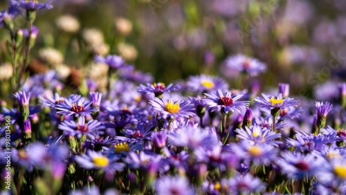 Purple and blue wildflower field background with daisies and soft bokeh for spring wallpaper and floral poster design