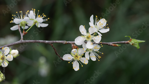 The delicate white and fragrant flowers of the Mexican plum tree in a Texas garden.