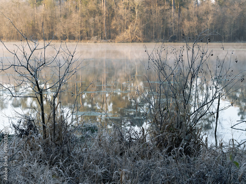 Deciduous shrubs covered in light frost in a winter landscape at sunrise.
