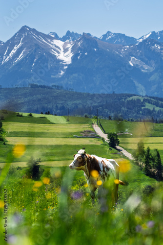 Cow grazing on green hill with panoramic Tatra mountains view in Rzepiska