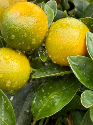 Citrus fruits tree after rain  with drops,