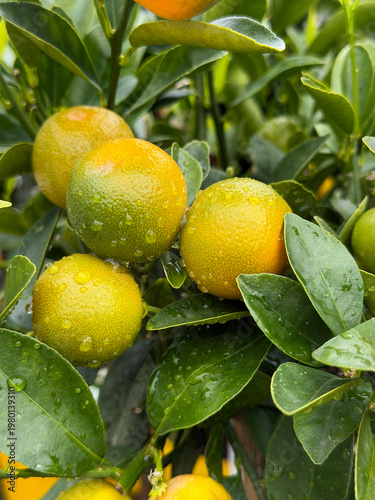Yellow Citrus fruits tree after rain with drops,