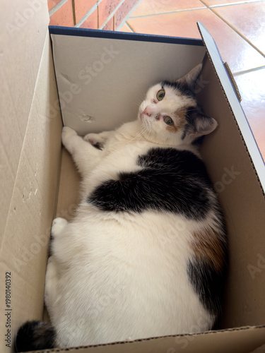 Tableau sur toile illustration d'un chat se cachant dans un carton