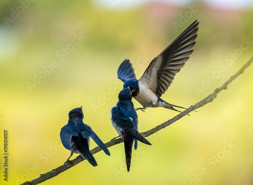 A barn swallow feeds hungry chicks on a branch with midges in its beak on a s...
