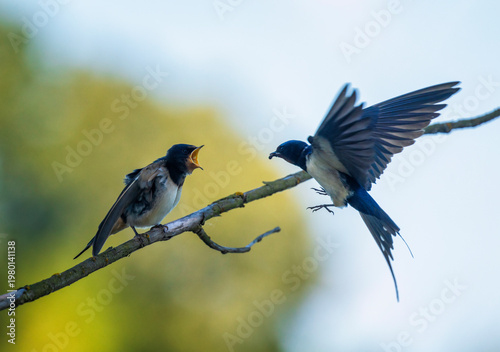 A barn swallow flies to a hungry chick on a branch with midges in its beak