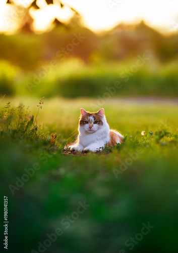A cute kitten lies in green grass on a sunny spring day in the garden