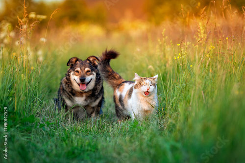 Cute friends, a dog and a cat, are walking along a green sunny summer meadow ...