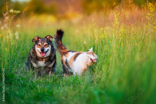 Cute friends, a dog and a cat, are walking along a green sunny summer meadow ...