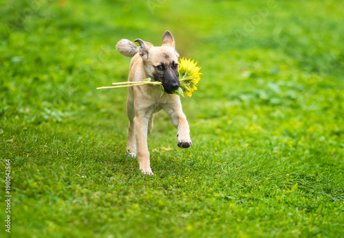Cute beige dog puppy running on green grass with sunflowers in his teeth in a...