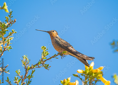 Giant Hummingbird Feeding in a Flowering Tree