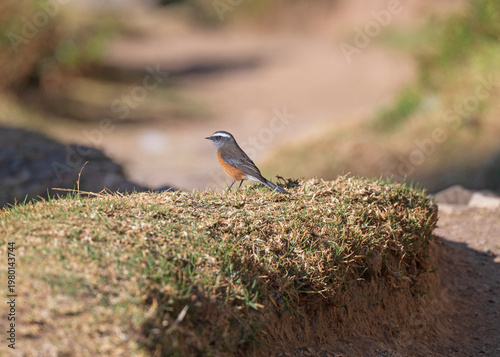 Rufous Breasted Chat Tyrant on a Grassy Mound