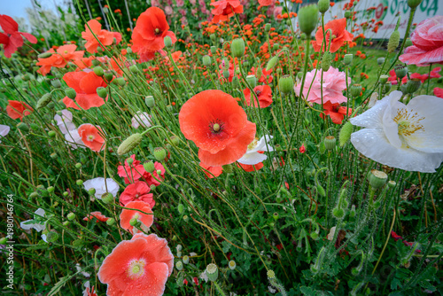 Colorful poppy flowers blooming in meadow garden, red white and pink wild poppies with green stems, summer floral background with fresh blossoms